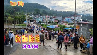 Trực tiếp chợ chó bắc hà 31/8 rất nhiều chó đẹp và rẻ chợ đông như tết / Bac ha TV