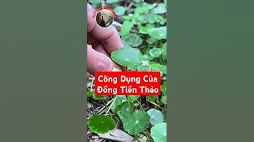 Bạn đã biết công dụng của Đồng Tiền Thảo chưa?