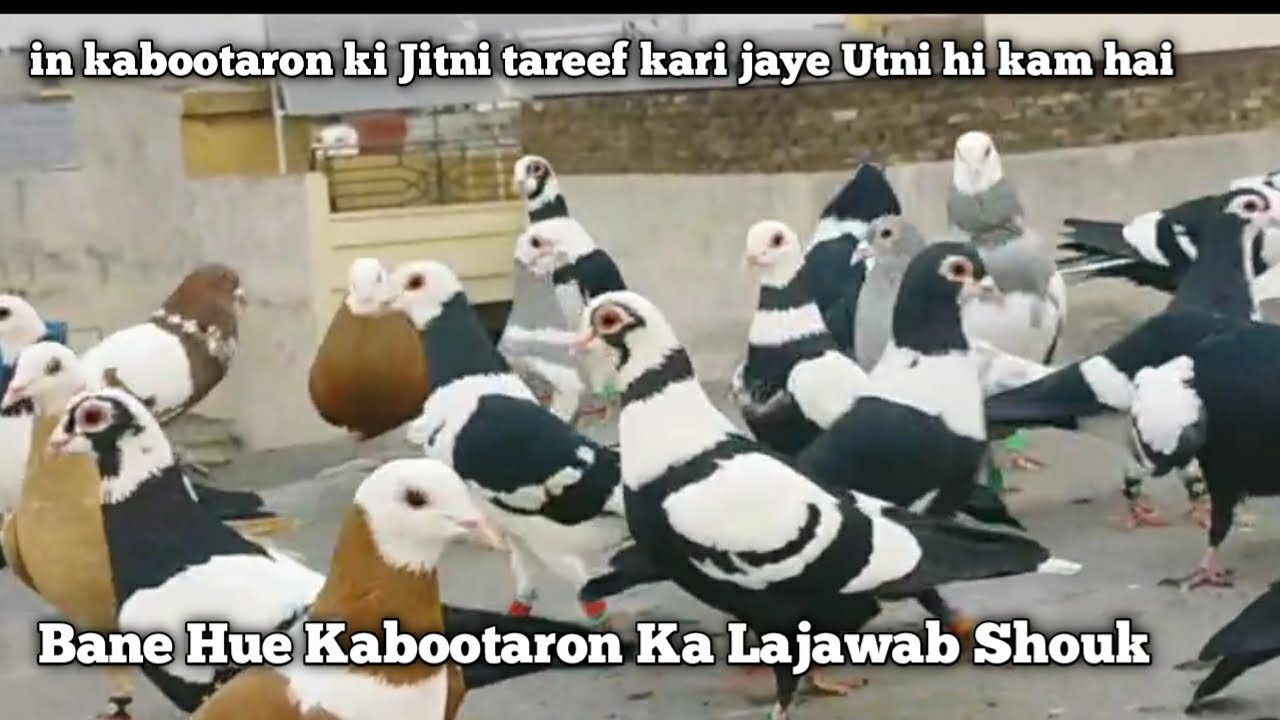 Bane Hue Kabootaron ka Lajawab Shouk || in kabootaron ki jitni tareef kari jaye utni hi kam hai 