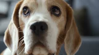 Worst Challenges of owning a Beagle