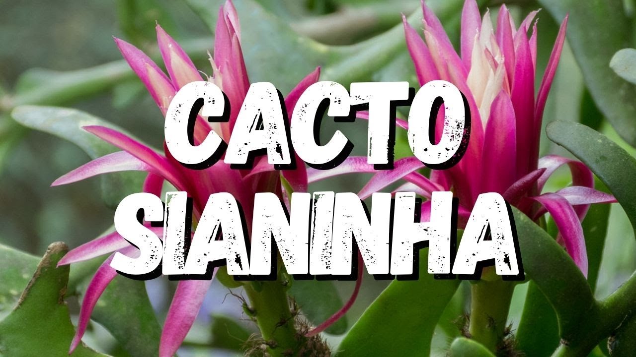 Cacto Sianinha: Tudo Sobre Essa Suculenta - thptnganamst.edu.vn