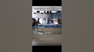 Top 5 Funniest Things Cats Did on Security Cameras