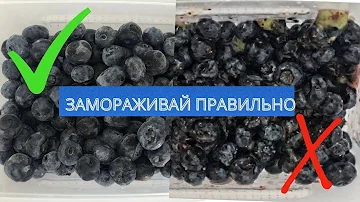 Можно ли замораживать голубику?