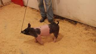 7-9 Cross Gilt Guide