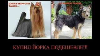 Риски покупателя и заводчика при покупке/продаже щенка