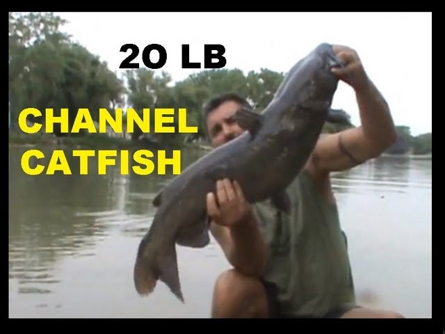 Fathers Day Catfishing - 20lb channel 