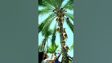 Goats Climb Palm Trees Like Monkeys 🐐😂 | Viral Animal Video #ai #new #nature #wildlife #animals