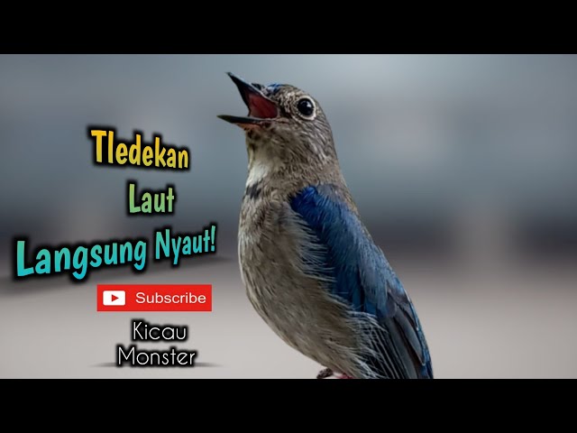 Suara Tledekan laut Cepat merangsang bunyi burung bahan class=