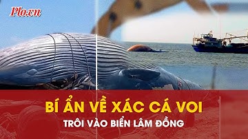 Chuyện chưa kể về xác cá voi hơn 10 tấn trôi vào biển Lâm Đồng, có phải từng xuất hiện ở Gia Lai?