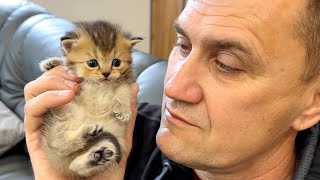 Big serious man and his tiny meowing kittens - compilation