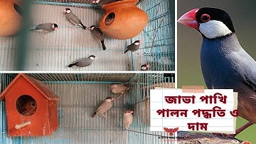 জাভা পাখি পালন পদ্ধতি ও দাম | Java Sparrow Bird Rearing | Java Pakhi Palon #javafinchbird #জাভাপাখি