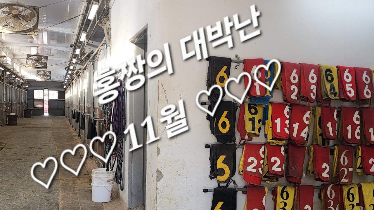 11월 7회 우승, 2위 6회로 대박/6조 홍짱 마방의 주인공들~^^^