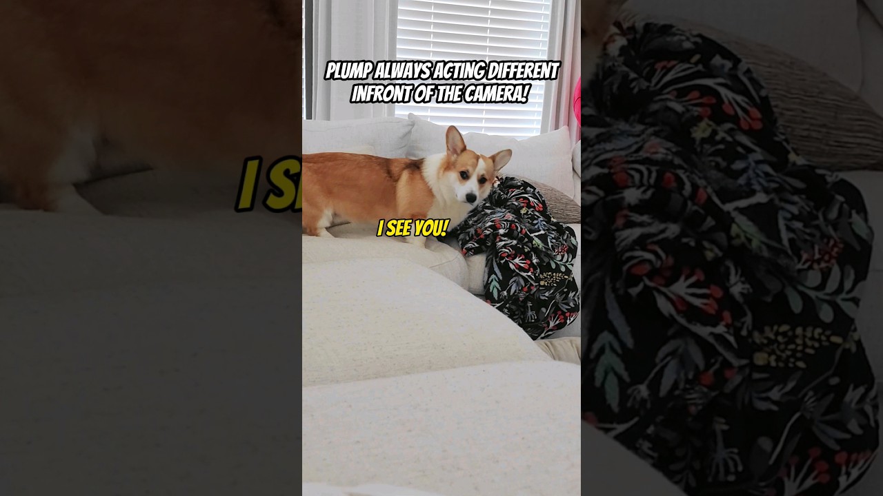 Everyone Even Dogs Act Different On Camera shorts corgi dog Everyone Even Dogs Act Different On Camera shorts corgi dog