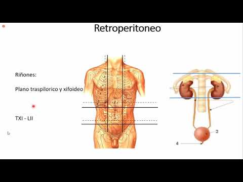 Vídeo: Función Del Colículo Inferior, Anatomía Y Ubicación - Mapas Corporales