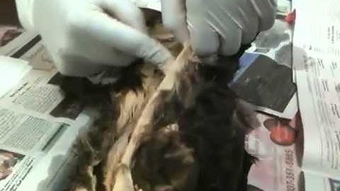 Cat dissection Part 1