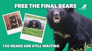 Free the Final Bears 🐻💛 | 150 Bears Are Still Waiting