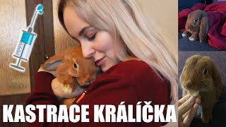 KASTRACE BELLY: Proč je pro králíčka důležitá? Vlogovala jsem vše a TOHLE SE DOZVĚDĚLA!!!