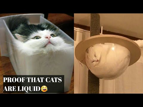 Video: Is Katte 'n Vloeistof En 'n Vaste Stof?