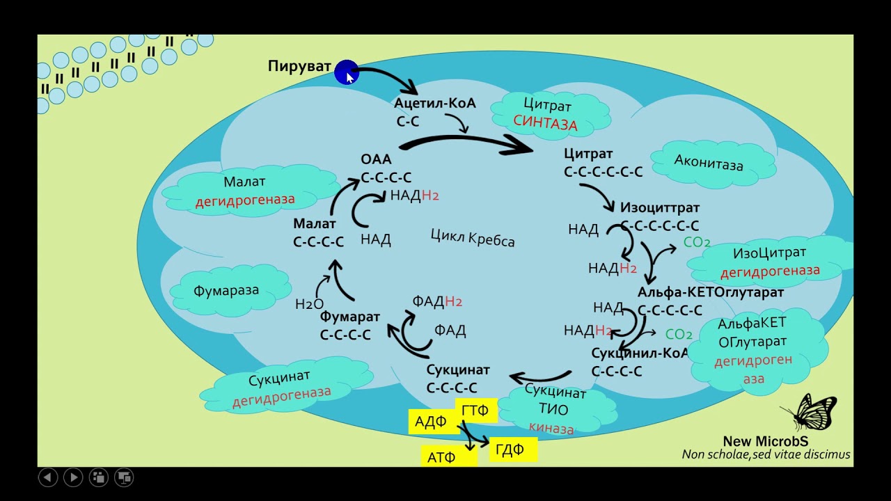 Цикл коа. Цикл трикарбоновых кислот биохимия кратко. Цикл Кребса ЦТК. Сукцинил КОА цикл Кребса. Цикл Кребса пируват.