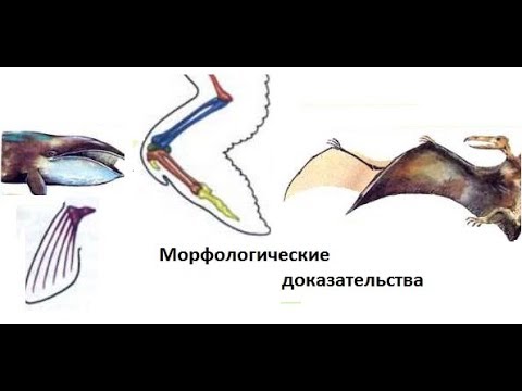 Гомологичные и аналогичные органы (+задания)