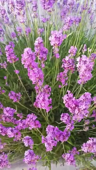 Lawenda wąskolistna 'Dwarf Blue' łac. Lavendula angustifolia ZAPRASZAMY NA www.florapark.com.pl