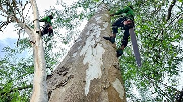 Cưa  hai  cây  bạch  đàn  siêu  to  ,Ở  tịnh  biên  .Cưa  cây  kỷ thuật  cao 