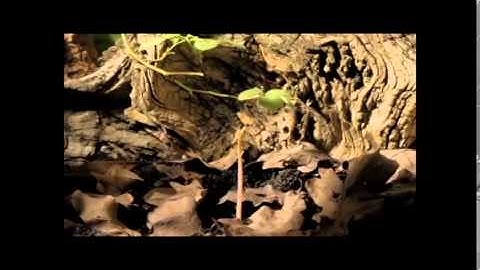 A8 apocalyptic dynosaurs