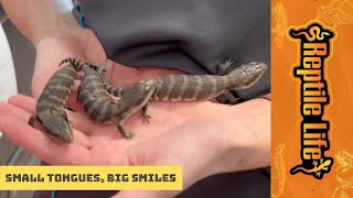 New Baby Eastern Blue Tongues | Reptile Life Geelong