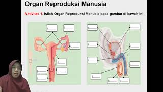 Video pembelajaran ipa kls 9 kd. 3.1 sistem reproduksi manusia smp
insan kamil bogor