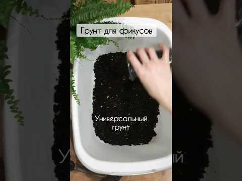 Грунт для фикуса/ Какой грунт взять для фикуса? Состав #plant #грунт #фикус #indoorplant #homedecor
