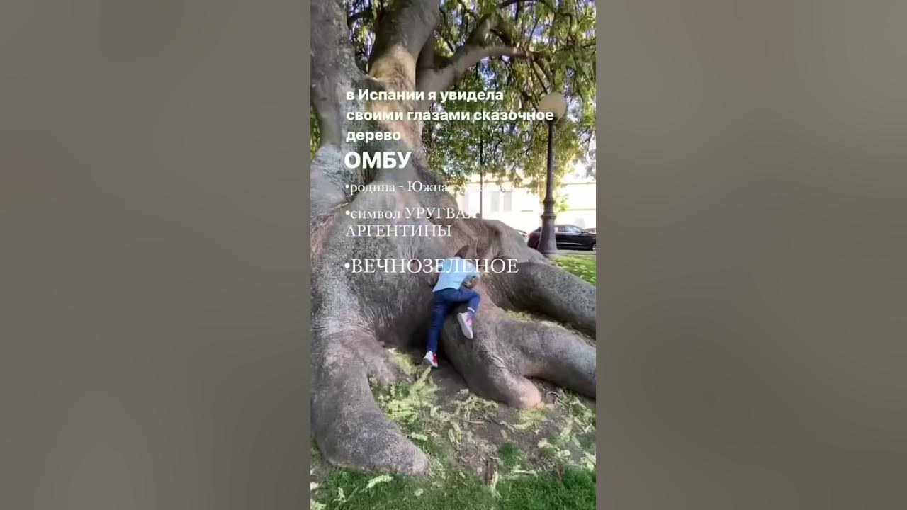Дерево ОМБУ - вечнозеленое дерево со слоновьим стволом в ИСПАНИИ # ...