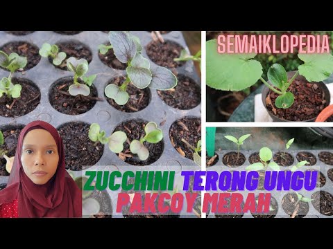 Video: Lidah Ibu Mertua Dari Zucchini (terong)