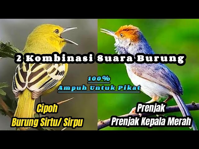 Kombinasi Suara Pikat Ampuh ( Cipoh Dan Prenjak Kepala Merah ) Asli Suara Alam‼️ class=