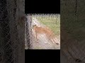 king of the jungle Kiara Omo resort #lion #king #lioness #animal
