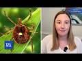 Tick causing severe meat and dairy allergy in humans rapidly spreads across U.S. | 12:30 REPORT