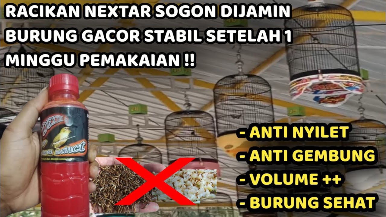 CARA MERACIK NEXTAR SOGON SUPAYA CEPAT GACOR MENGGUNAKAN DEXTRO 87