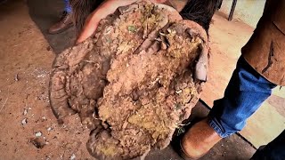 a hoof that has been forgotten for more than 5 years...