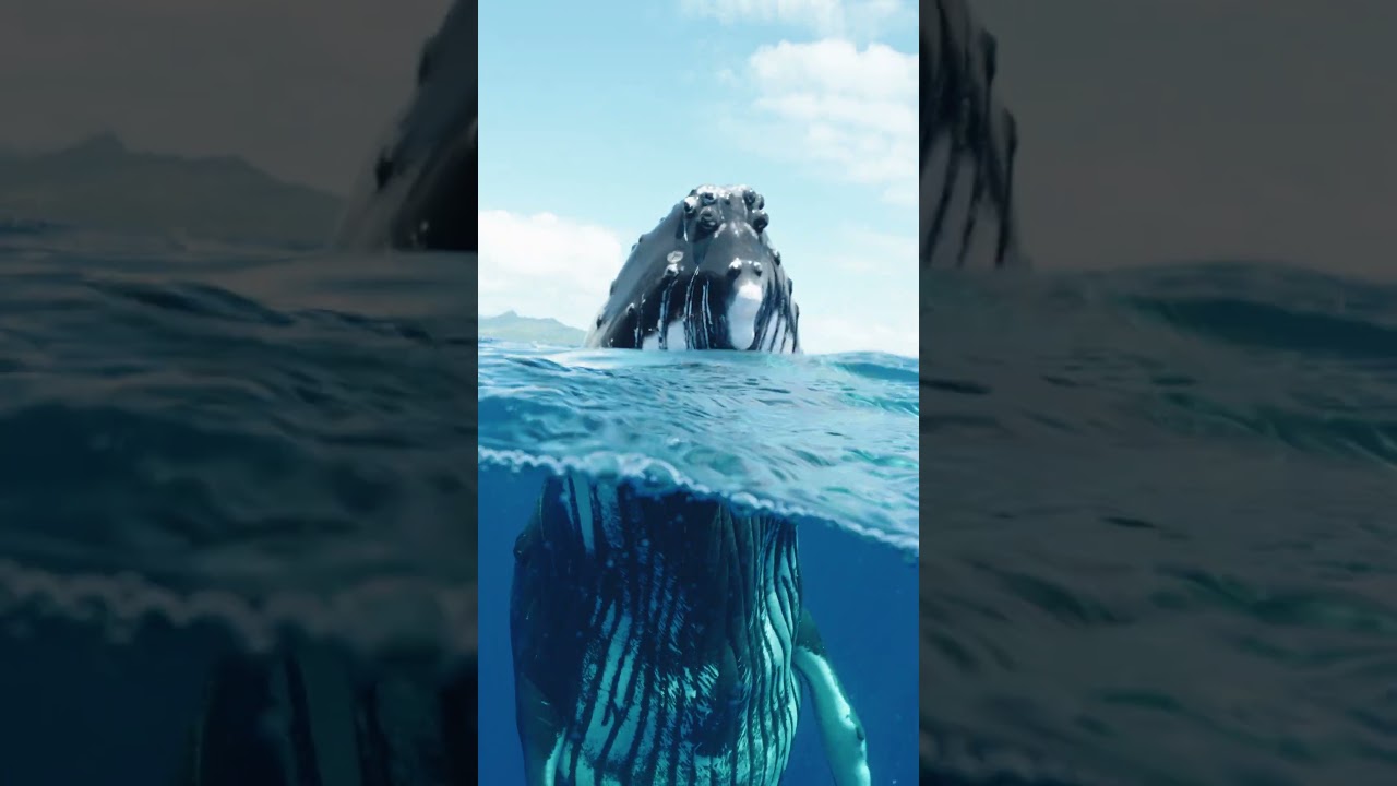 Объектив для гигантов: фотографирование китов с помощью объектива Sigma 15mm F1.4 DG DN Diagonal ...