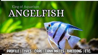 Freshwater Angelfish Care Guide | Different types of Angelfish | Angelfish tank @LushAqua