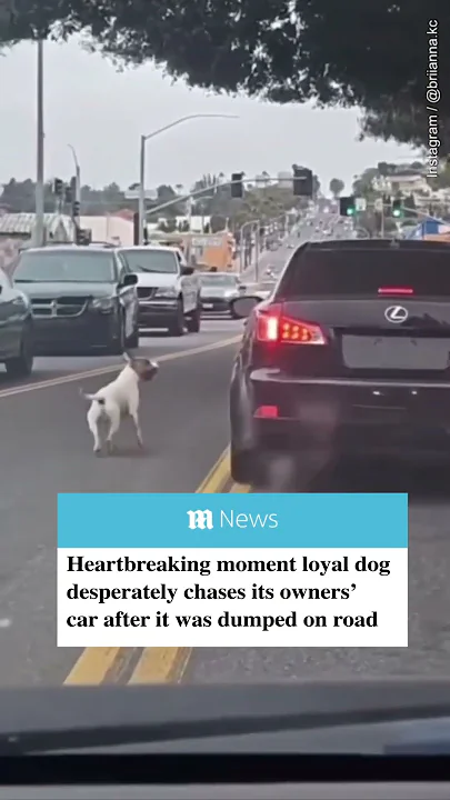 Heartbreaking moment abandoned dog chases its owners’ car after it was dumped on the road