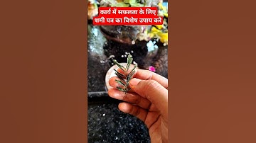 कार्य में सफलता के लिए शमी पत्र का उपाय करे #pradeepmishralive #pradeepmishrajidhankeupay #shorts