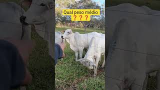 Qual peso médio das novilhas? #gado #fazenda #pecuarista #nelorevacasdecria