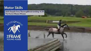 Motor Skills ** XC Schooling