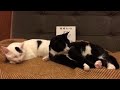 猫と本と雑談 もちベルナイト第8回20180216 今日マチ子さんの猫嬢ムーム