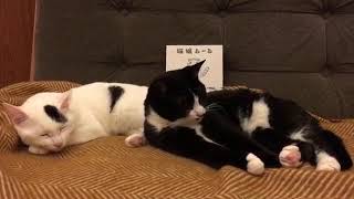 猫と本と雑談 もちベルナイト第8回20180216 今日マチ子さんの猫嬢ムーム
