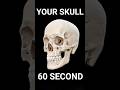 Skull Anatomy 3D Animation - Every Bone Explained #biology #science  #neet