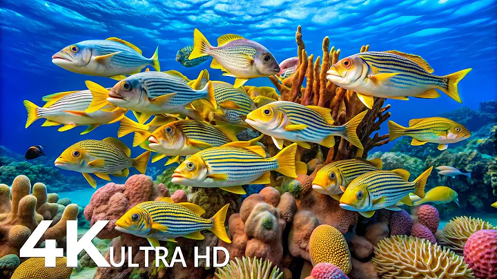 Marvel at Sea Animal in The Best 4K ULTRA HD Aquarium-Dive Into The Mesmerizing Underwater Realm #73