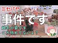 【多肉植物】ミセバヤ事件です！枯れてないよ？