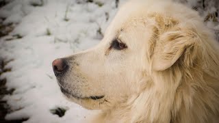 Train Your Great Pyrenees: Tips & Techniques for Success