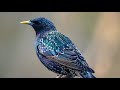 Masteran Paling Dicari Burung Jalaerop Omkicau(.mp3 .mp4) Mp3 - Mp4 Download